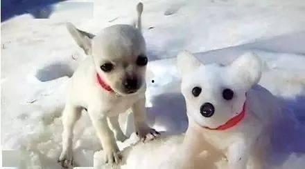 雪狗给邓川的表白视频,邓川，你是我生命中最美的风景